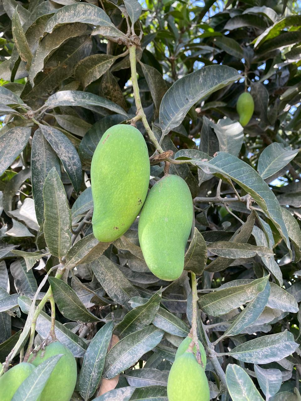 Premium Export Quality Sindhri Mangoes
