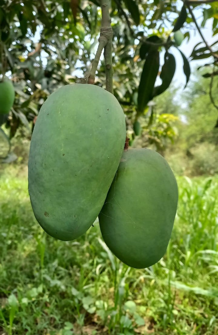 Premium Export Quality Sindhri Mangoes