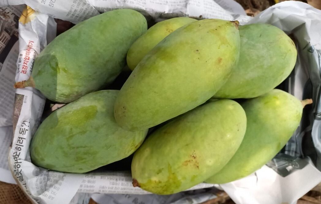 Premium Export Quality Saroli Mangoes — 10KG Box