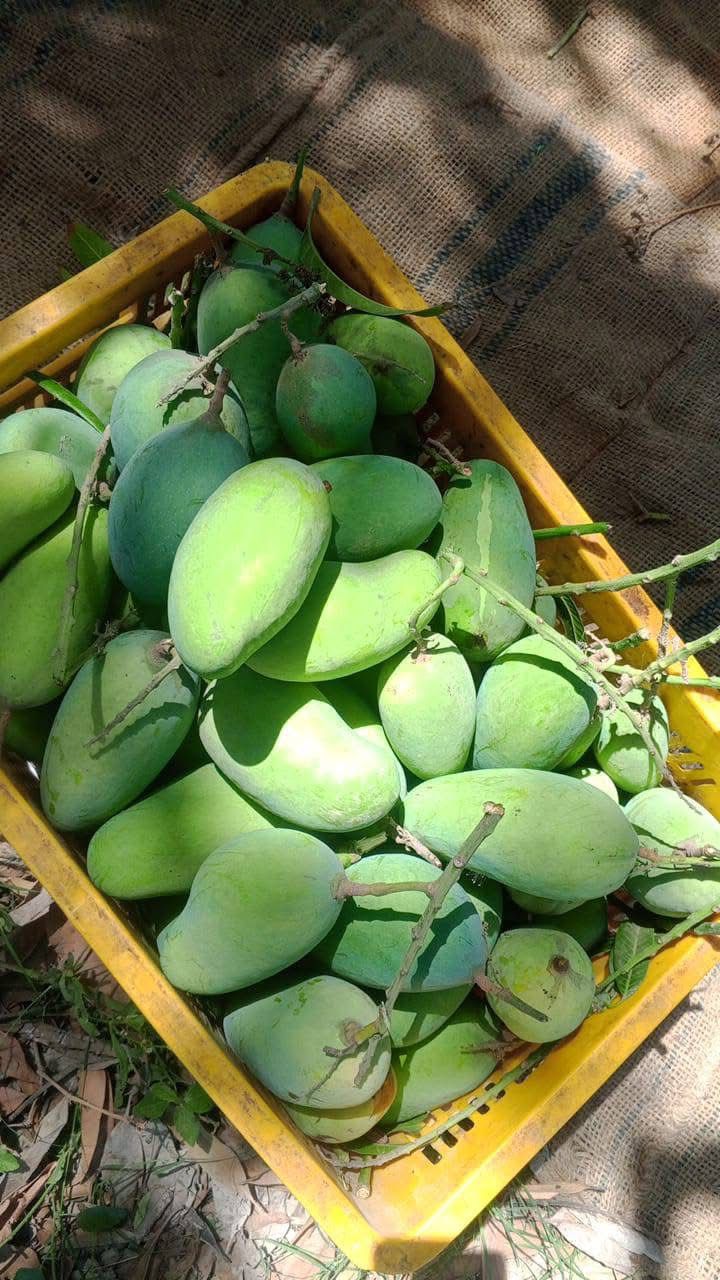 Premium Export Quality Sindhri Mangoes