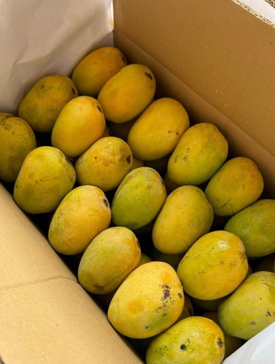 Premium Export Quality Multani Anwar Ratol Mangoes — 10KG Box